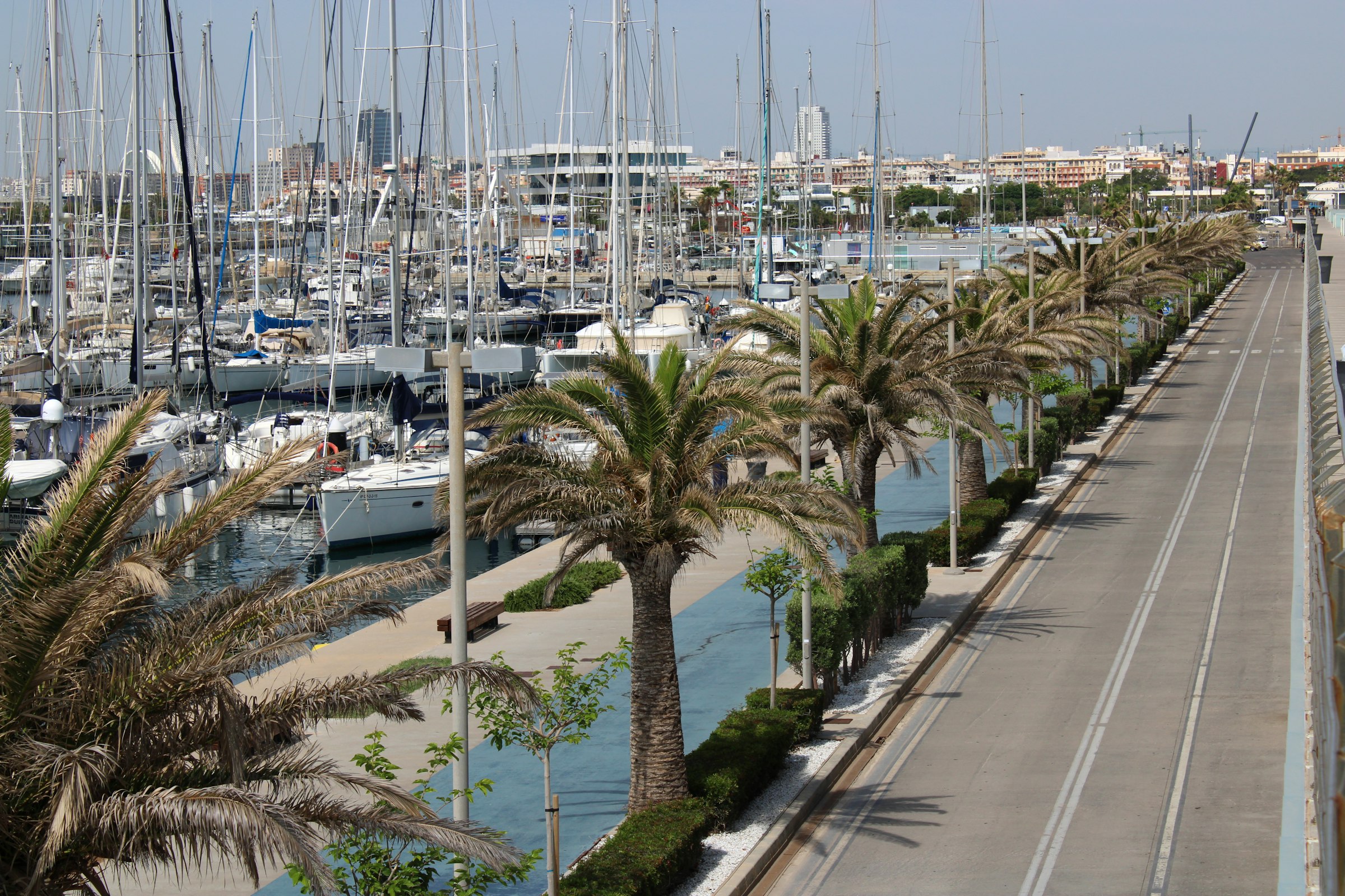 A row of palm trees along a wide road beside a marina full of yachts.